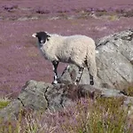 Beebole Askrigg