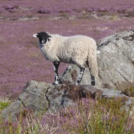 Beebole Askrigg