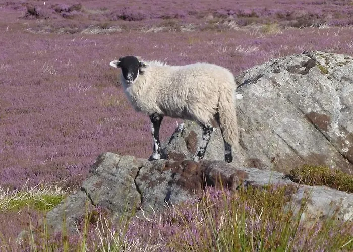 Beebole 阿斯克里格